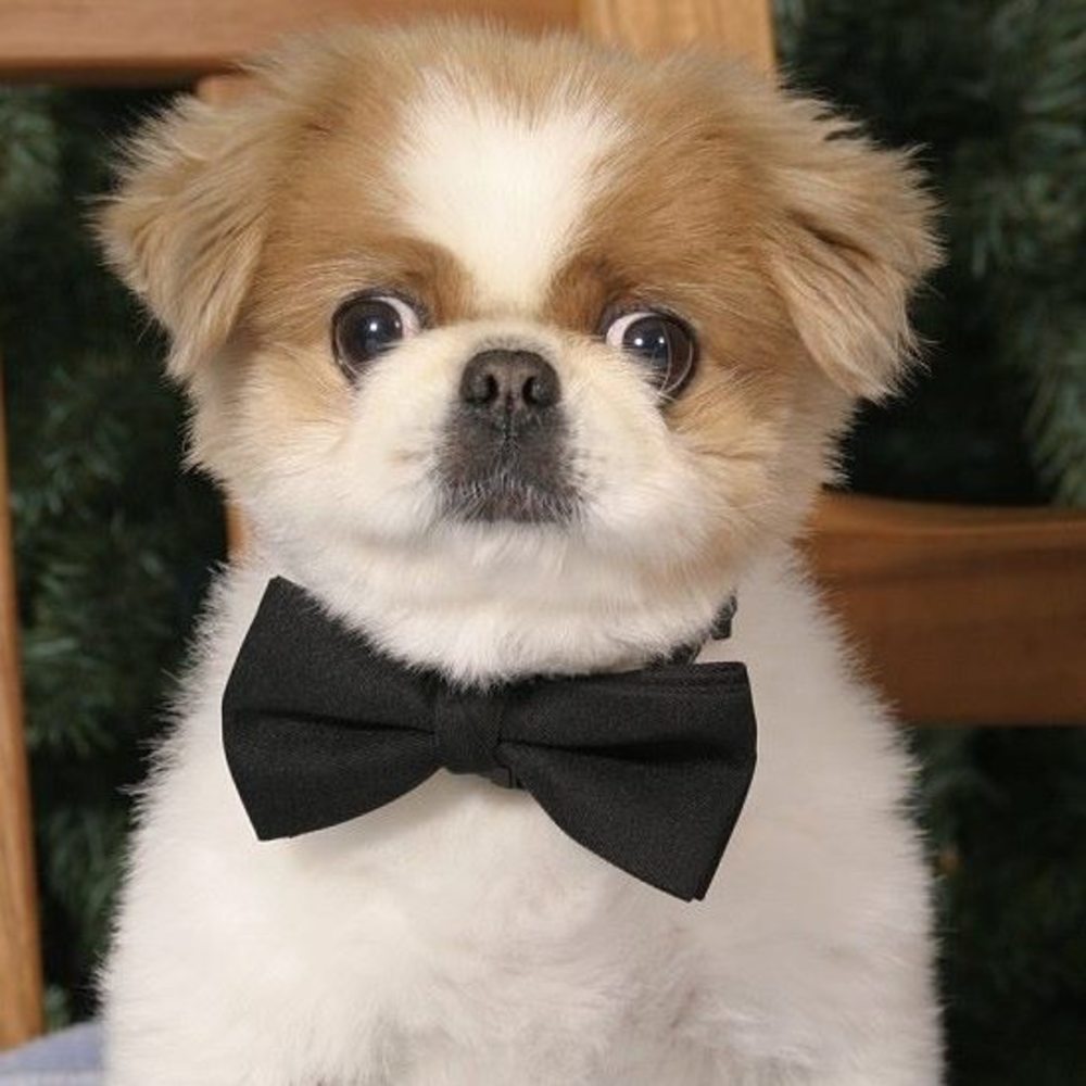 Meet your Posher, Jenny